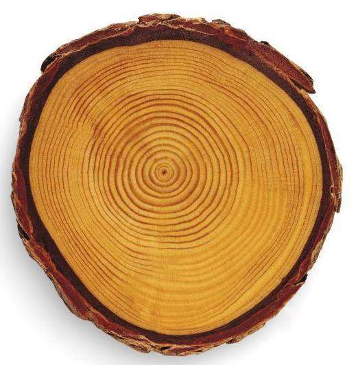 年轮、季轮、月轮、日轮:岁月的痕迹