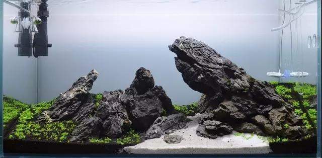 水草缸雨林缸造景:只用1种草做出的美景,简约不简单! 水草缸雨林缸造景:只用1种草做出的美景,简约不简单!