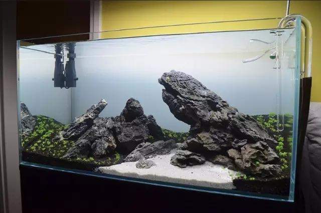 水草缸雨林缸造景:只用1种草做出的美景,简约不简单! 水草缸雨林缸造景:只用1种草做出的美景,简约不简单!