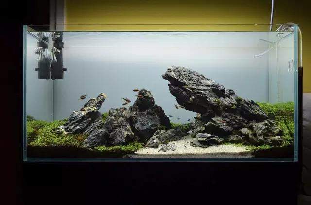 水草缸雨林缸造景:只用1种草做出的美景,简约不简单! 水草缸雨林缸造景:只用1种草做出的美景,简约不简单!