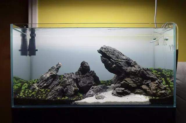 水草缸雨林缸造景:只用1种草做出的美景,简约不简单! 水草缸雨林缸造景:只用1种草做出的美景,简约不简单!