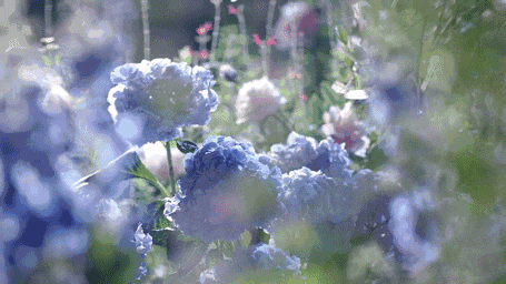 gif 花盆浸润 新花盆由于烧制比较干燥,会出现和植物抢水的情况;而长