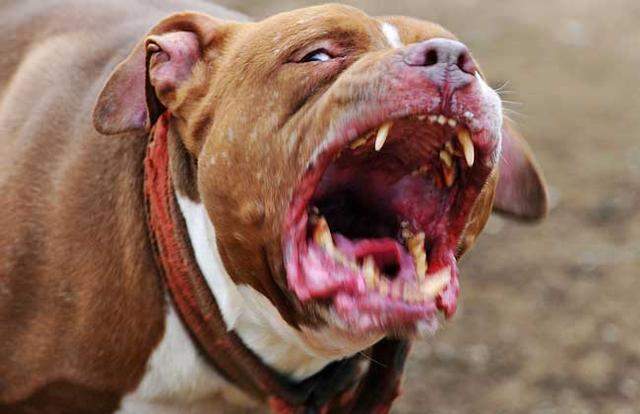 世界上最兇猛的犬种”狗界的健美霸主, <wbr>肌肉堪比铠甲 世界上最兇猛的犬种”狗界的健美霸主, <wbr>肌肉堪比铠甲