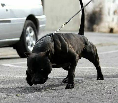 世界上最兇猛的犬种”狗界的健美霸主, <wbr>肌肉堪比铠甲