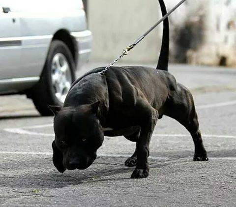 世界上最兇猛的犬种”狗界的健美霸主, <wbr>肌肉堪比铠甲 世界上最兇猛的犬种”狗界的健美霸主, <wbr>肌肉堪比铠甲