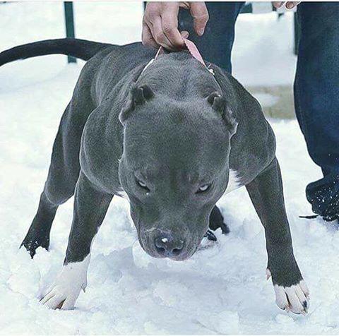 世界上最兇猛的犬种”狗界的健美霸主, <wbr>肌肉堪比铠甲