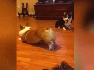 除了屁股,小短腿也让柯基在卖萌的路上力压众犬.