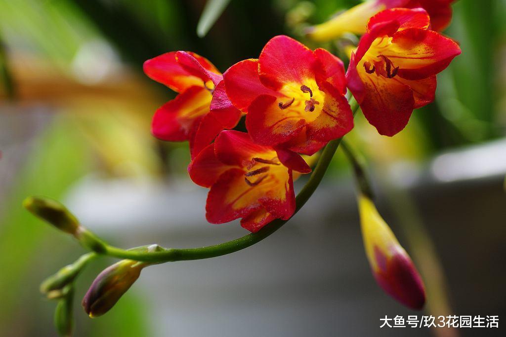 家居养花之鸢尾科——小苍兰