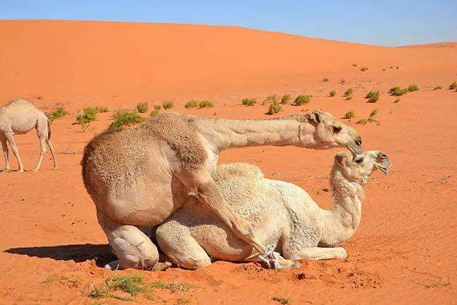 骑单峰骆驼的时候坐哪儿,是驼峰顶上吗?