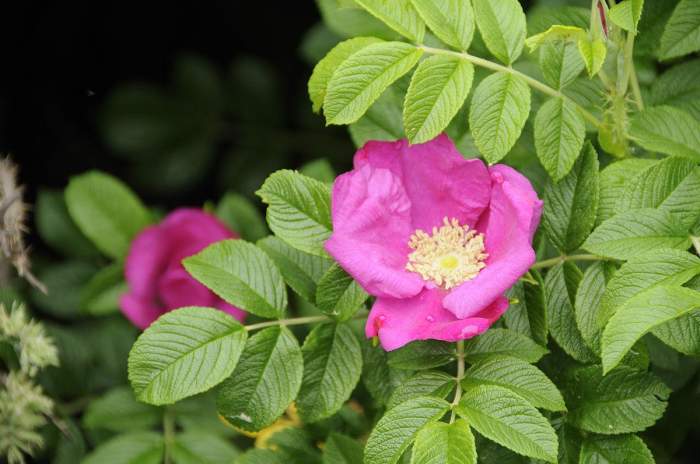 中文正式名为玫瑰的物种rosa rugosa.