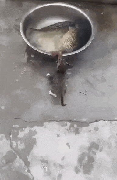 奇葩买家秀|妹子, 你这比例有点不对啊