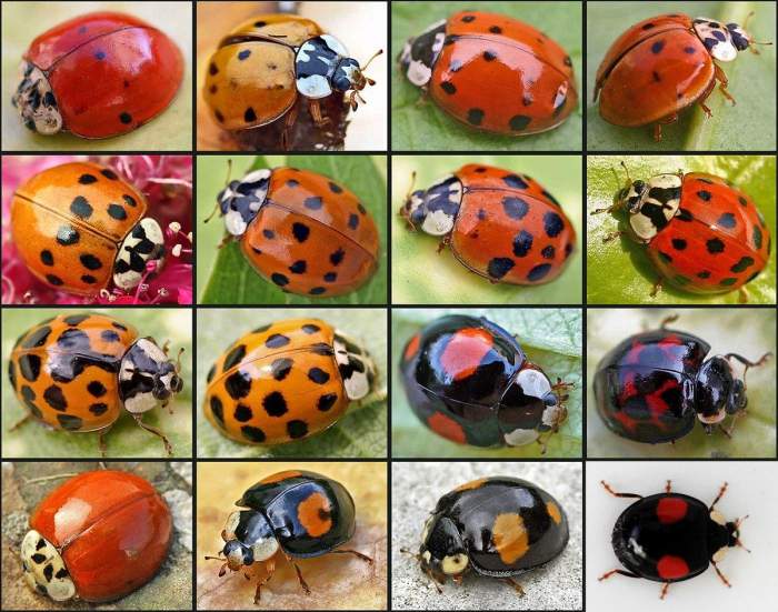这些瓢虫虽然体色差别极大,却都是一个种:异色瓢虫.