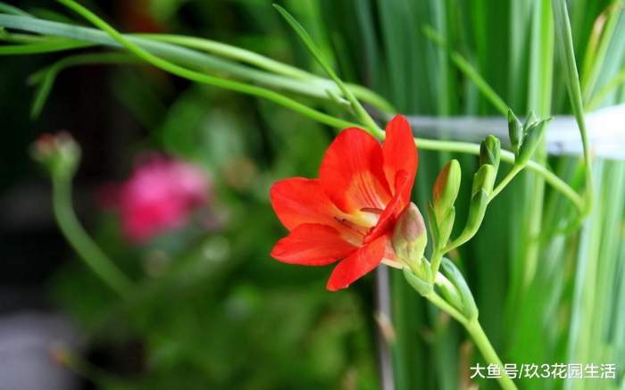 家居养花之鸢尾科——小苍兰