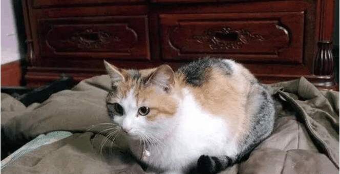 猫的名字大全最好听三个字 1612271642cbf6cd137b68aa45b3ccdc902dfdbef6x664x340x116.png;,3,jpegx;3,700x.jpg