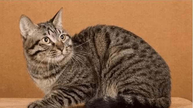 颜值爆表的8种中华田园猫, 最后一个一直被人误解_搜狐宠物_搜狐网