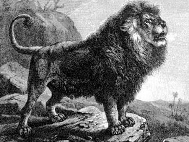 这种动物全世界只有一百只, 中国一只都没有, 比熊猫珍贵百倍!