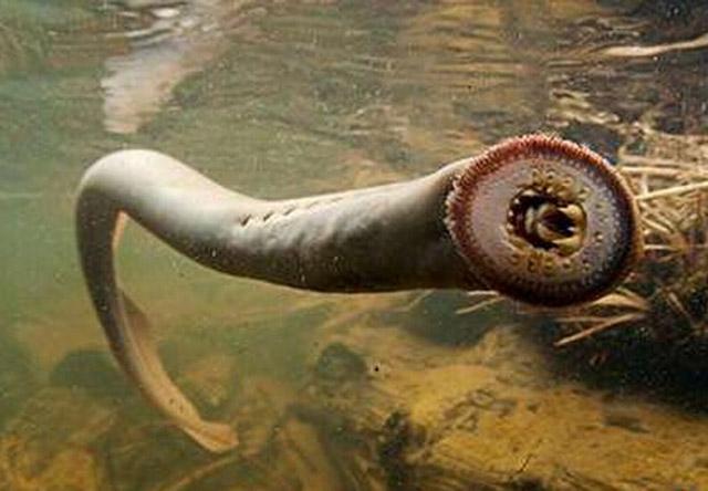 在南极冰层下面有一种上亿年历史的巨虫, 它们躲在海底吞噬各种动物的尸体!