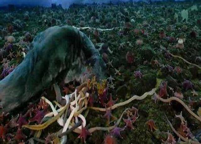 在南极冰层下面有一种上亿年历史的巨虫, 它们躲在海底吞噬各种动物的尸体!