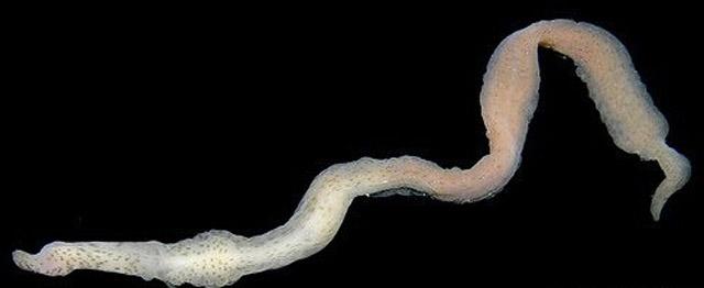 在南极冰层下面有一种上亿年历史的巨虫, 它们躲在海底吞噬各种动物的尸体!