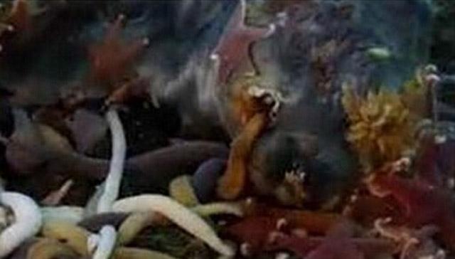 在南极冰层下面有一种上亿年历史的巨虫, 它们躲在海底吞噬各种动物的尸体!