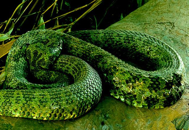 世界上最大的毒蛇原来在中国, 重达30多斤堪比蟒蛇, 真乃蛇中之王!