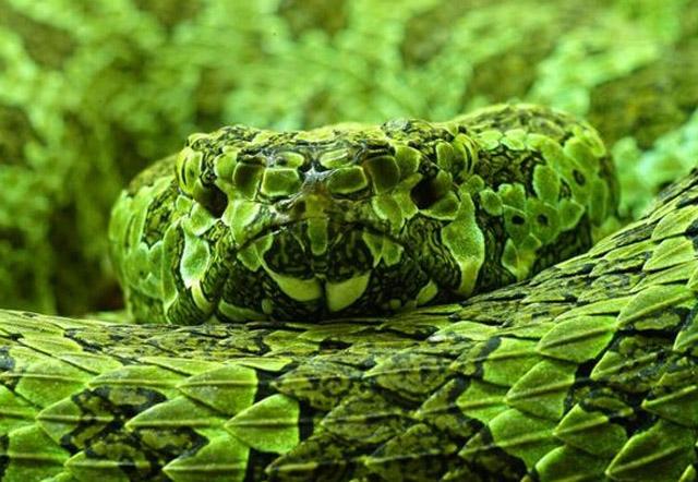 世界上最大的毒蛇原来在中国, 重达30多斤堪比蟒蛇, 真乃蛇中之王!