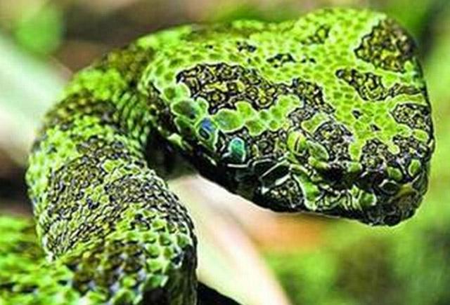 世界上最大的毒蛇原来在中国, 重达30多斤堪比蟒蛇, 真乃蛇中之王!