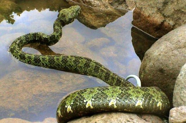世界上最大的毒蛇原来在中国, 重达30多斤堪比蟒蛇, 真乃蛇中之王!