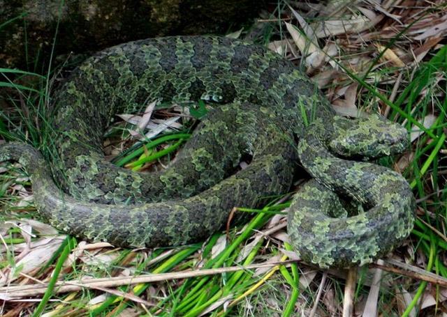 世界上最大的毒蛇原来在中国, 重达30多斤堪比蟒蛇, 真乃蛇中之王!