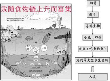 重金属铅、汞、镉、砷对食品的污染_营养师肖