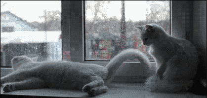 标签: gif动图 爆笑图片 搞笑 幽默 汪星人 分类:搞笑 阅读