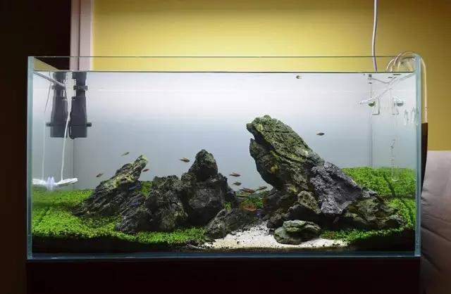 水草缸雨林缸造景:只用1种草做出的美景,简约不简单! 水草缸雨林缸造景:只用1种草做出的美景,简约不简单!