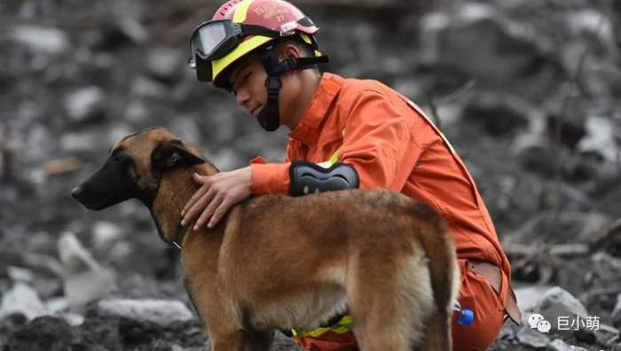 从"养老院"重返"战场" 这只高龄搜救犬老而弥坚