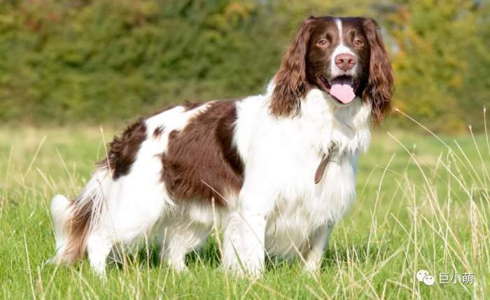 史宾格犬(spring spaniel)
