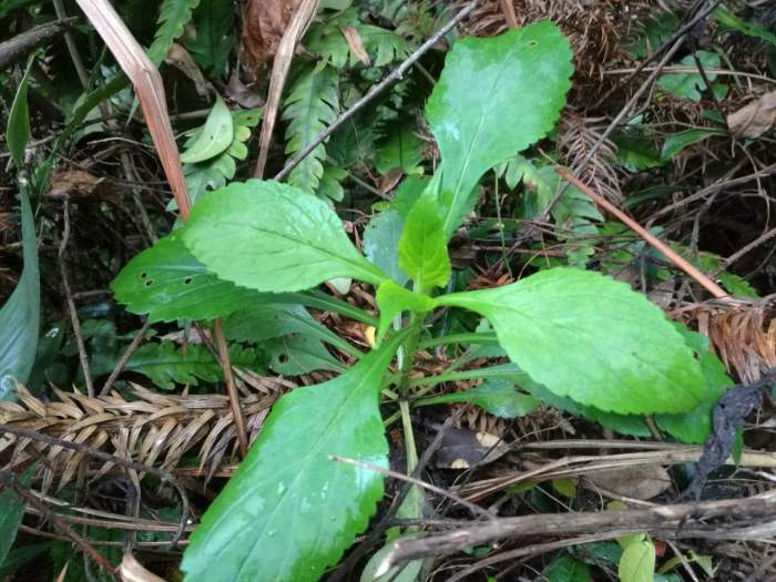 长在山里无人识的野菜, 竟是西域王室贡品!