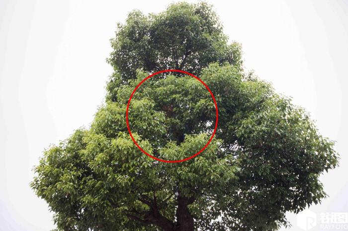 钱塘江“鬼王潮”来袭 男子爬四五米高的树上“偷偷看”