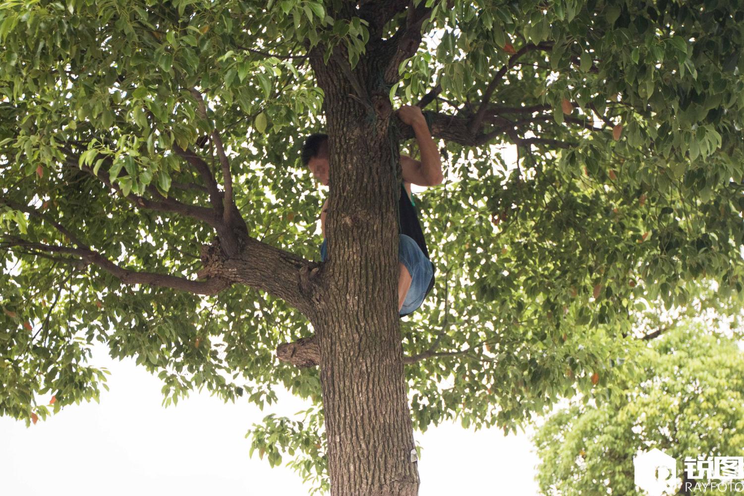钱塘江“鬼王潮”来袭 男子爬四五米高的树上“偷偷看”