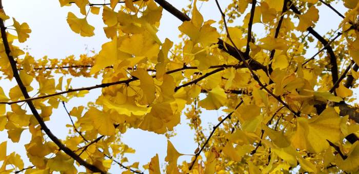 超高顏值旗艦, 安卓年度機(jī)皇三星Note8體驗(yàn) 超高顏值旗艦, 安卓年度機(jī)皇三星Note8體驗(yàn)