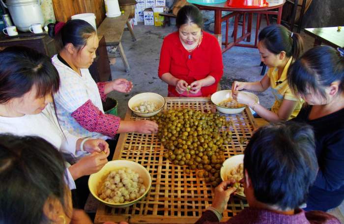 老支书封山育林40年带富全村人 光酸枣糕年入