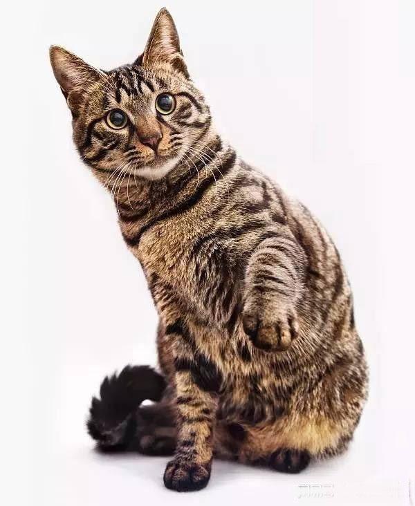 中国狸花猫被cfa除名