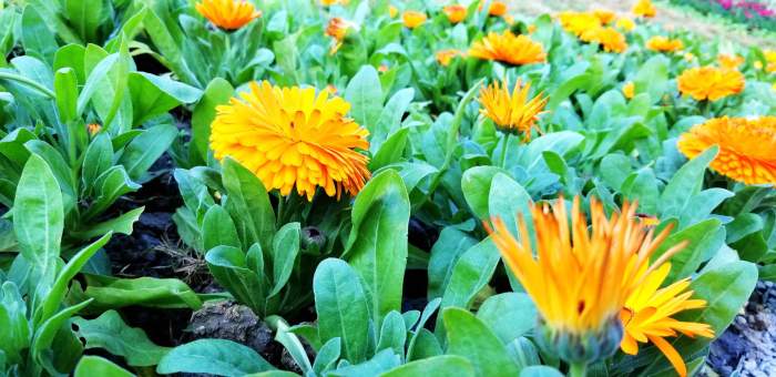 超高顏值旗艦, 安卓年度機(jī)皇三星Note8體驗(yàn) 超高顏值旗艦, 安卓年度機(jī)皇三星Note8體驗(yàn)