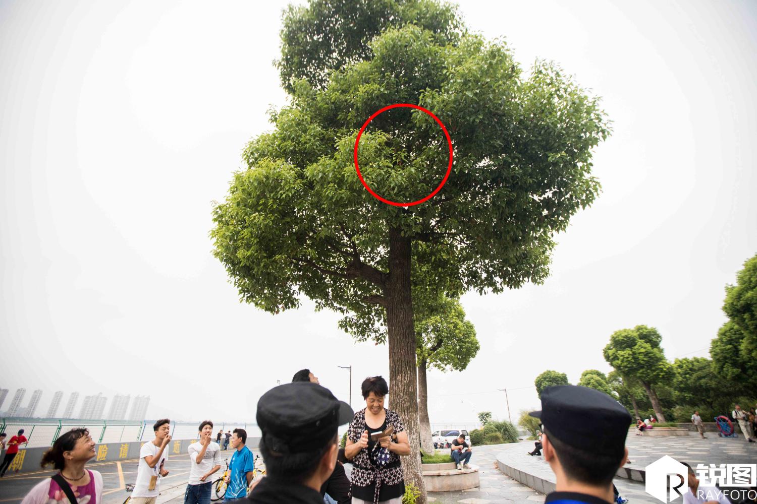 钱塘江“鬼王潮”来袭 男子爬四五米高的树上“偷偷看”