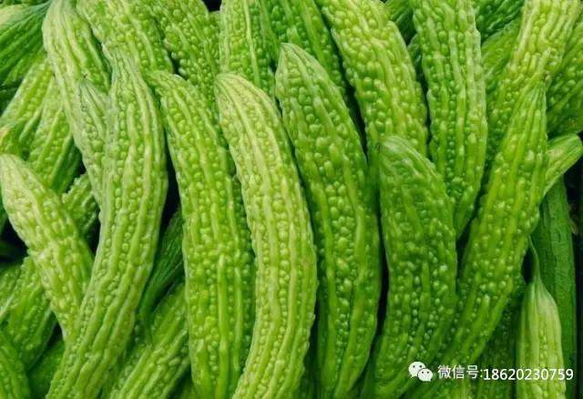 家庭酿酒设备厂教您: 苦瓜酿造保健酒