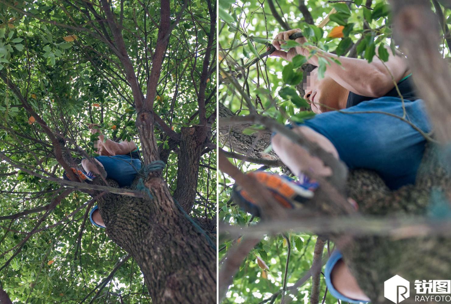 钱塘江“鬼王潮”来袭 男子爬四五米高的树上“偷偷看”