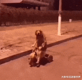 金毛:以后出来遛弯都给我带着三轮车,记住了没有?