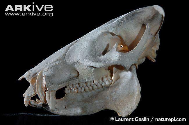 领西貒的头骨,注意它们尖锐的犬齿.图片:laurent geslin / naturepl.