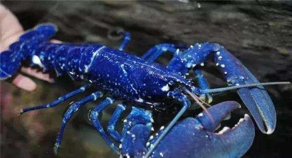 世上“最贵”的海鲜, 也被称为“来自地狱的海鲜”, 吃过的都是土豪