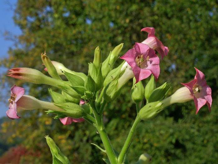 烟草的花呈粉红色.图片:orchi / wikimedia