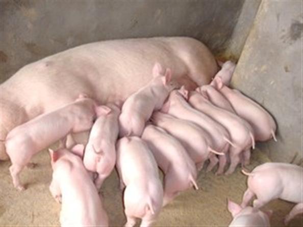 外购仔猪本钱均价每头超五百元唐人神第三季度养猪事务亏本添加