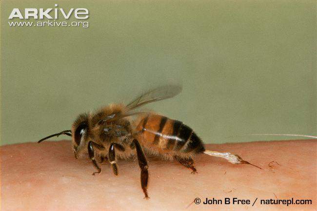 蜜蜂属(apis)工蜂的刺针带有倒刺,当它刺完试图离开时,这种结构会导致
